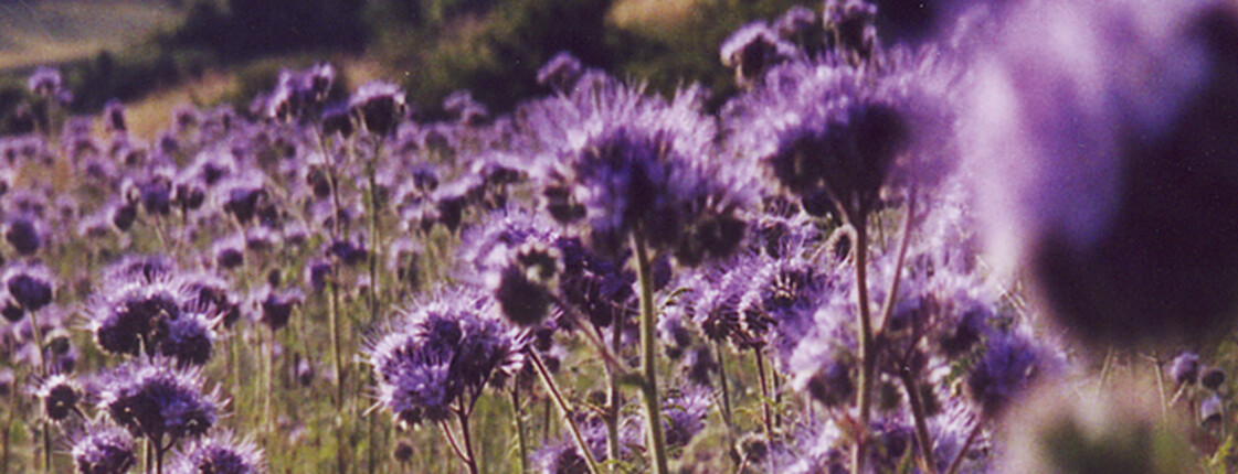 Violette Distelblüten auf einer Wiese im Gegenlicht