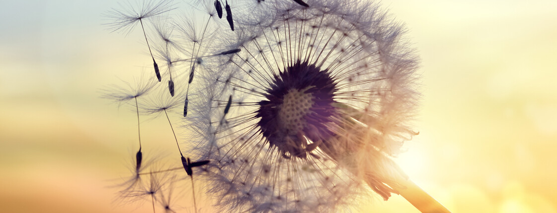 Pusteblume im warmen Gegenlicht der untergehenden Sonne – Symbol für Weitergabe, Wachstum und nachhaltige Wirkung