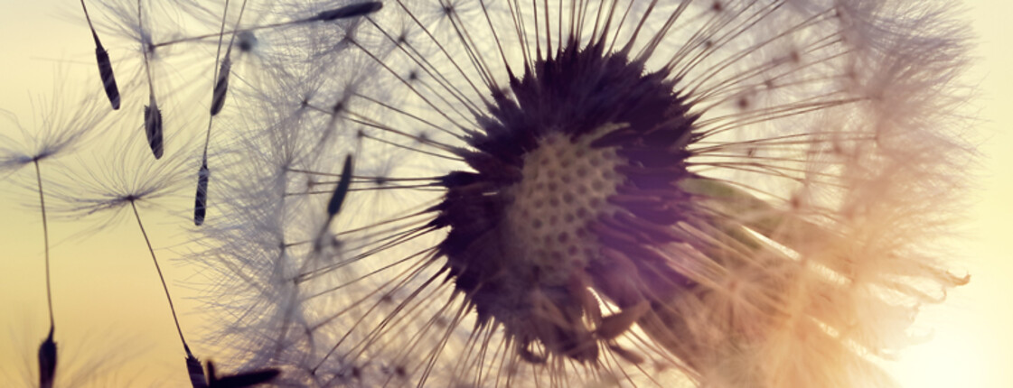 Pusteblume im warmen Gegenlicht der untergehenden Sonne – Symbol für Weitergabe, Wachstum und nachhaltige Wirkung